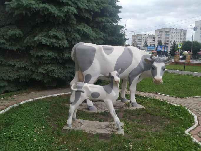 Ода российской бурёнке