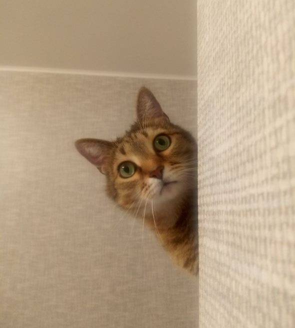 catcafe
