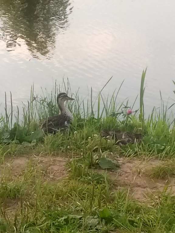 duck